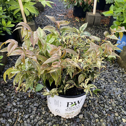 Leucothoe fontanesiana Paisley Pup Proven Winners Doghobble